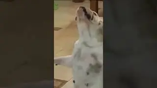 Funny Dog Dancing on His Butt 🤣🤣🤣 | TIKTOK VIDEO | TRY NOT TO LAUGH VIDEO #shorts