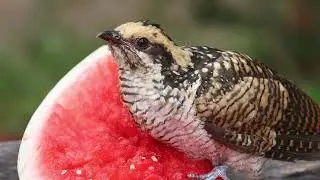 Juvenile Pacific Koel