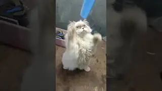 Punch face punching 👊 😑 #punchface #petlovers #persiancat #unseen #catlovers #exoticpets