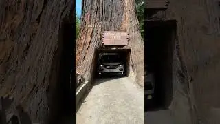 Almost stuck inside the tree? 😮