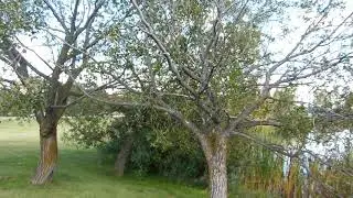 Trees On Alberta Prairies - Free Stock Creative Commons Video