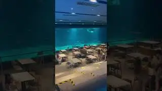 CEBU OCEAN PARK, Restaurant with Aquarium View #travel #cebu #wanderlust