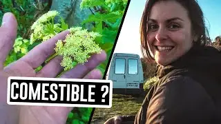 Trouver du MACERON sauvage | La France en fourgon am&eacute;nag&eacute; - &Eacute;pisode 19