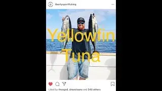 Liberty Sportfishing Yellowfin Tuna in San Diego