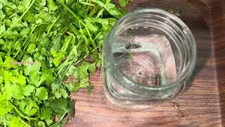 coriander leaves storage malayalam/ഒരു വർഷംവരെ മല്ലിയില കേടാകാതെ സൂക്ഷിക്കാം