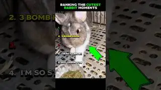 Рейтинг самых милых моментов с кроликами. Часть 2 😋