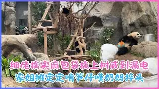1月6日💖细佬擒实麻包袋擒上树威到漏电，家姐摊定定啃笋仔嘆奶妈捽头～甜到漏油任搓唔嬲💖