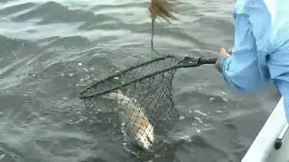 Inshore Bull Redfish - Come on, Reds Fishing / Arroyo City, TX