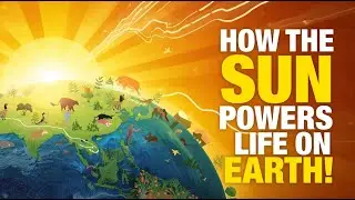 How the Sun Powers Life on Earth 🌞 | Explained on a Whiteboard
