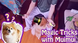 My dog's reaction to magic trick