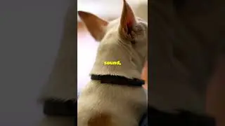 Dog's Sixth Sense Saves the Day!