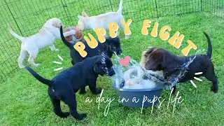 Puppies Play a Wrestling Match