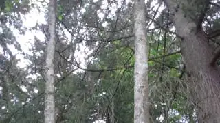 Red Alder
