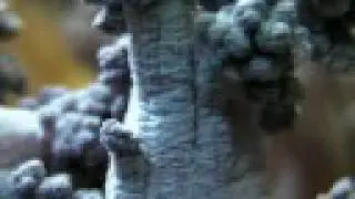 Capnella sp