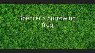 Spencer's burrowing frog