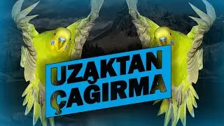 Kuş uzaktan çağırma eğitimi