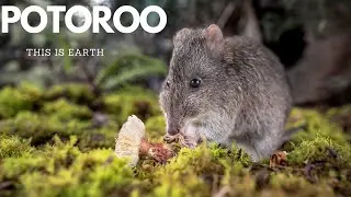 POTOROO I This is Earth