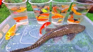 Amazing Catch Most Beautiful Freshwater Aquarium Fish In Small Pond , Discus, Guppies, Turtles, Koi