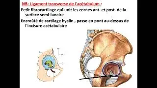 Articulation coxofémorale