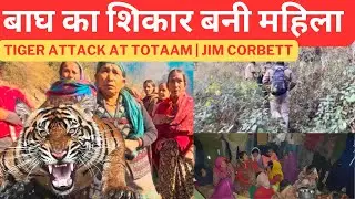 बाघ का शिकार बनी महिला‼️Tiger attack at totaam | Jim Corbett