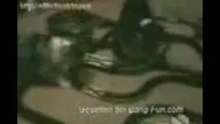 perros raros