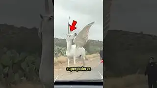 Los 5 ANIMALES con PODERES REALES que no creer&aacute;s que EXISTEN😱