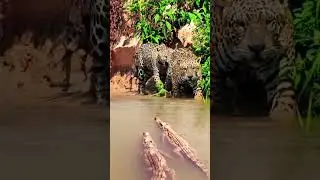 Scared crocodiles hide away. Animals compete for survival. Humans and animals live in harmony.