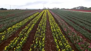 Tulip Farms in Wynyard Tasmania