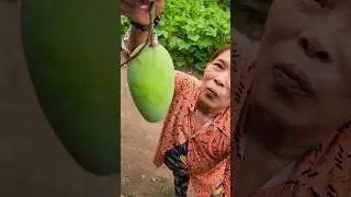 mango #mango #mangobag #cutmango #fruit #cuttingfruits #boykingtv #cuttingskills #harvesting #shorts