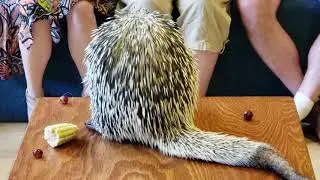 Adorable Porcupine at Bronx Zoo Wildlife Encounter