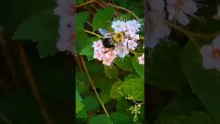 Bumblebee Loves Foraging on Spirea Flowers for Nectar and Pollen in South Dakota! #incredibleinsects