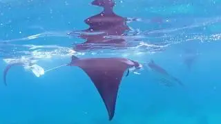 Sangalaki Mantarays