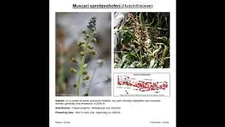 Cretan Flora - Flowers of Lakonia