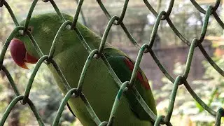 #Assam state zoo and botanical garden in Guwahati #Birds 🐦, monkey 🐒#Rahino, 🦜 parrot and much more 