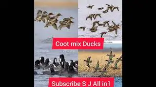 Teal mix Ducks and Coot group call part 4