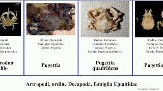 Artropodi, ordine Decapoda, famiglia Epialtidae pugettia pan josh pinocchio cordis arthropoda
