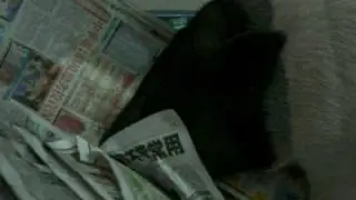 my pig sick