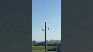 Specht bearbeitet das Abdeckblech eines Strommastens