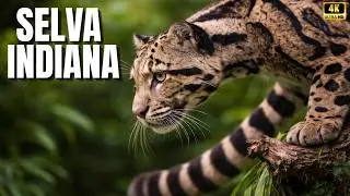 Índia Extrema | Quando a Natureza Desafia Todas as Probabilidades