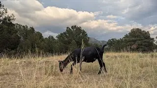 ⚡ Lightning Goats ⚡ Live Goat Feeder