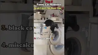 Top 5 Funny Cat Moments!!😂