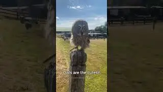 Owl core #lyrics #owl #music #cute #song #funny #songlyrics #animals #cutesonglyrics #birds