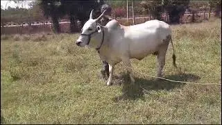 ఒంగోలు ఆవు #originalcaws #cowvideos #originalsound #beautifulcow