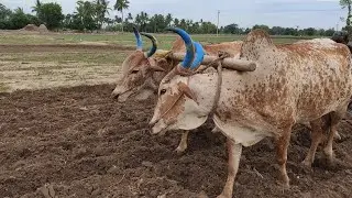 Bullock | Bullockcart working style in village | cow videos | Bull ploughing video | Bull racing