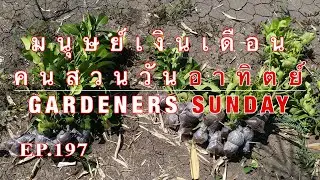มนุษย์เงินเดือนคนสวนวันอาทิตย์ Gardeners Sunday EP.197