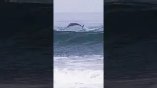 Dolphins in San Diego! #shorts