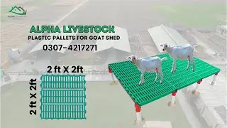 Plastic Pallets for Goats Shed | Alpha Livestock | Lahore | 0307-4217272