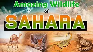 Amazing Wildlife of the Sahara Desert | The Hidden Wonders