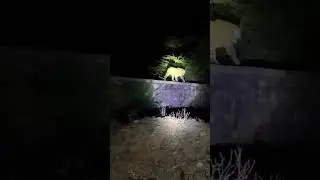 Tiger attack in Mysore #shorts2023