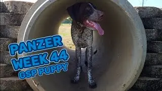 GSP puppy Panzer week 44, Bedford Bark Park at Bedford / Arlington/ Saginaw / Fort Worth / DFW Texas
